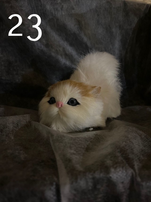 Жизнь домашнего приюта "Котоленд" 419
