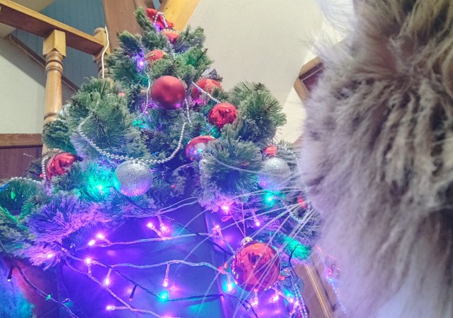 Новогодний кот