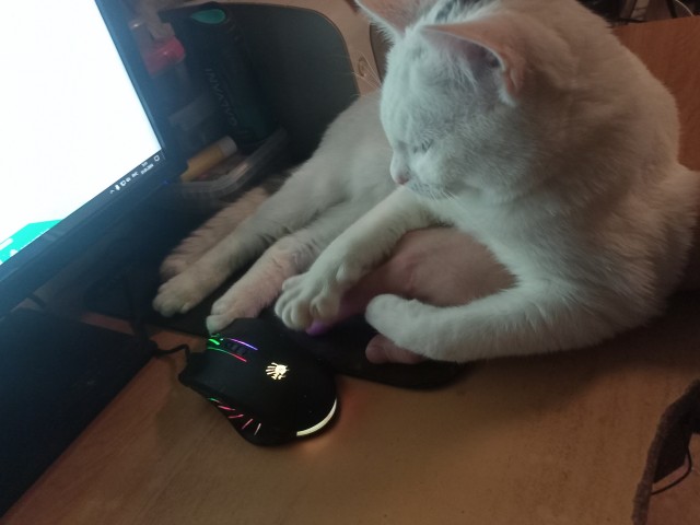 Новый хозяин