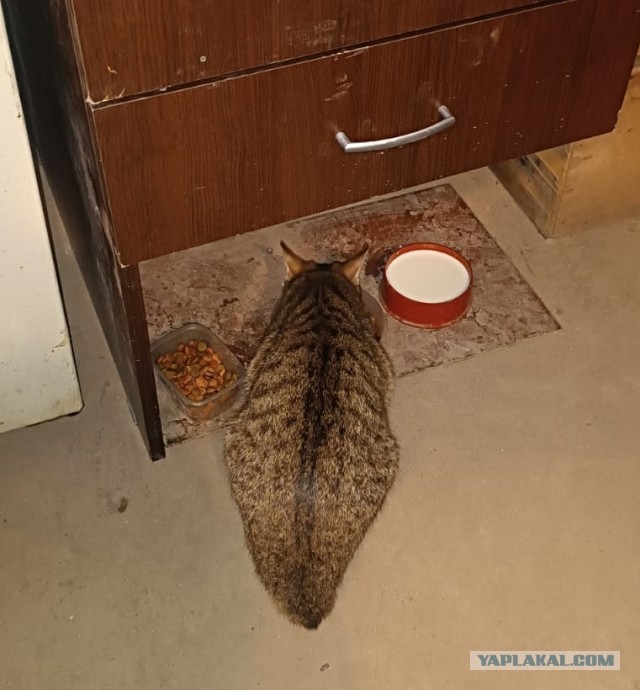 Заводские коты
