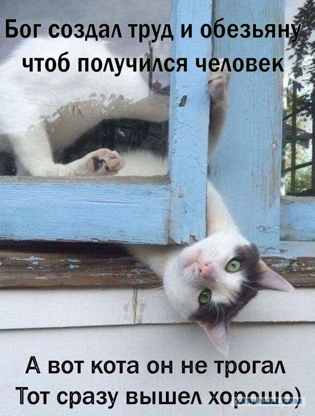 У меня живёт кошка.