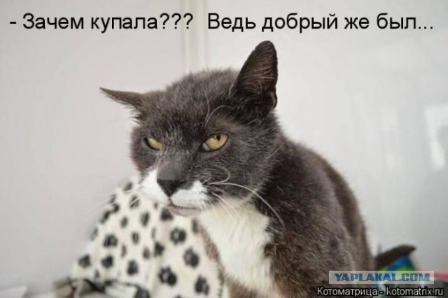 Купание кота, как вид боевого искусства