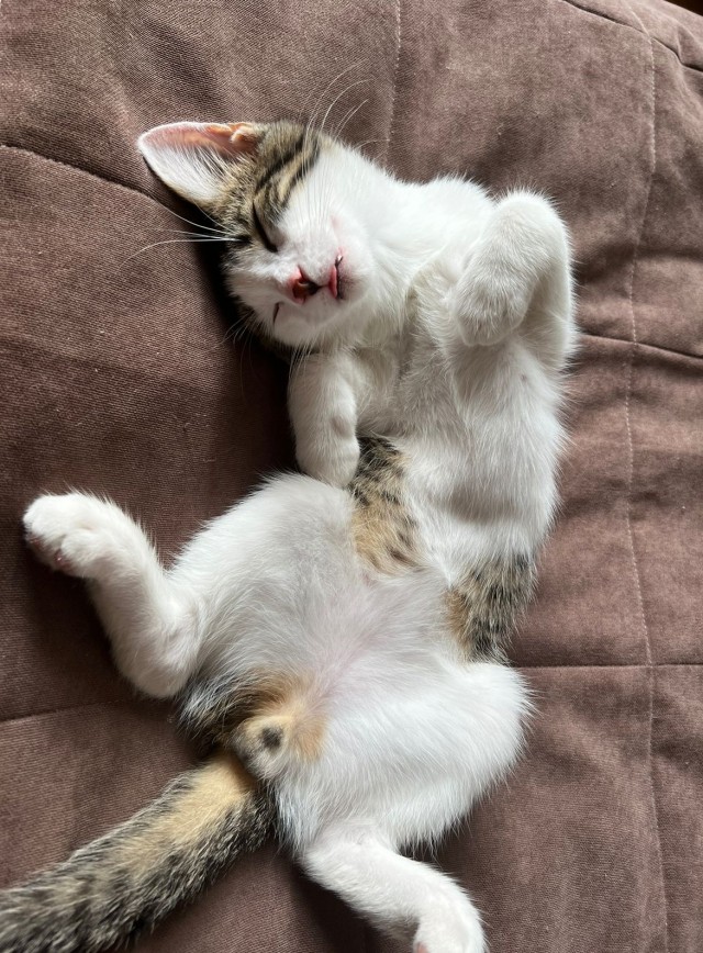 Котовторник