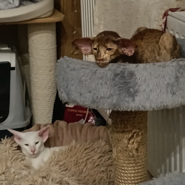 К котовторнику