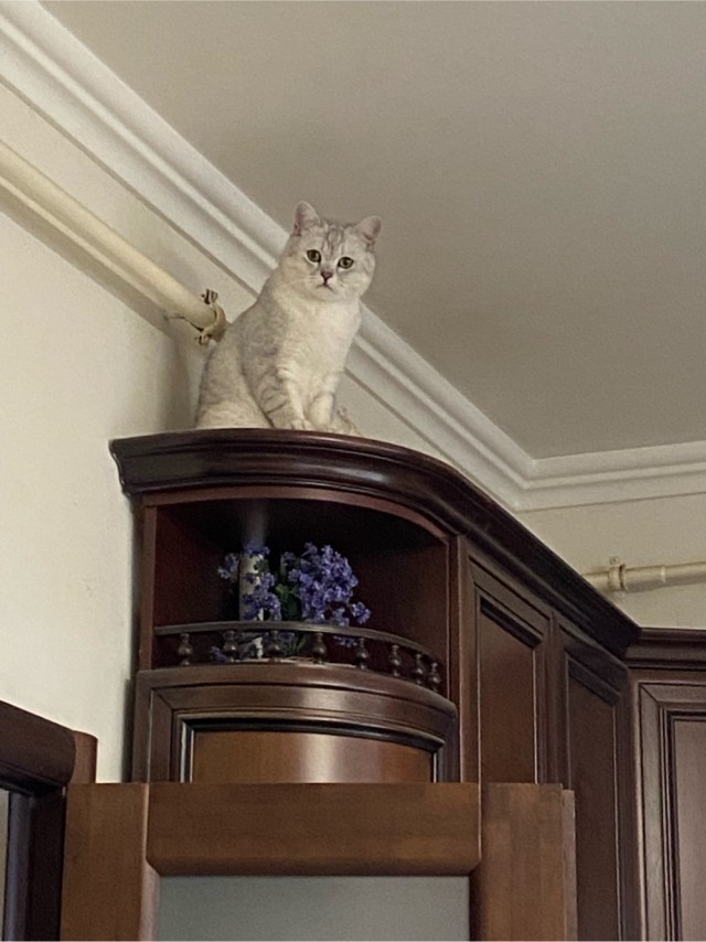 Немного моих котиков к вторнику