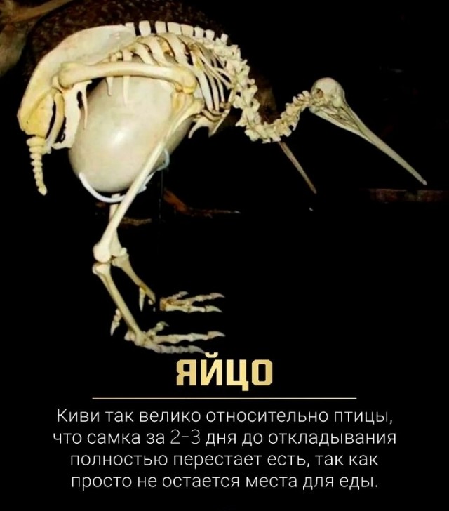 Киви: полуптица, полузверь, стопроцентный бунтарь природы