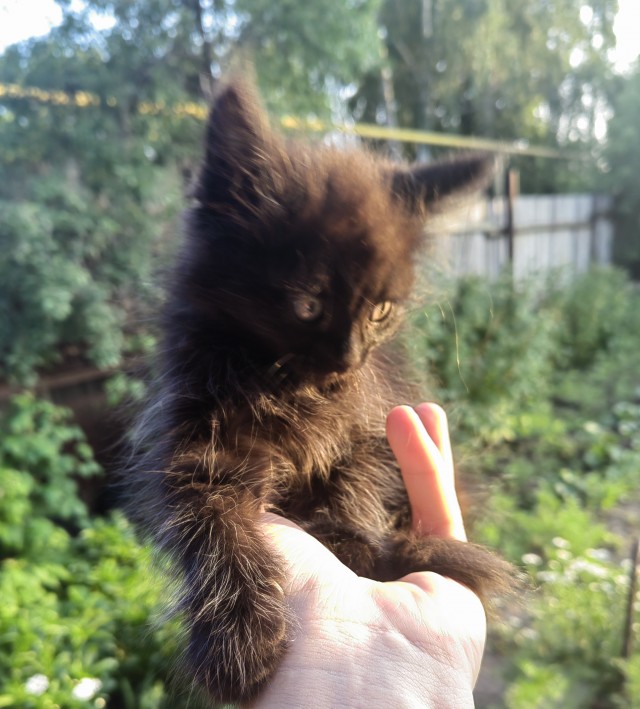 Раб в квадрате. Котовторник же.