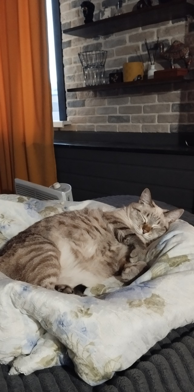 Спящих котеек тред