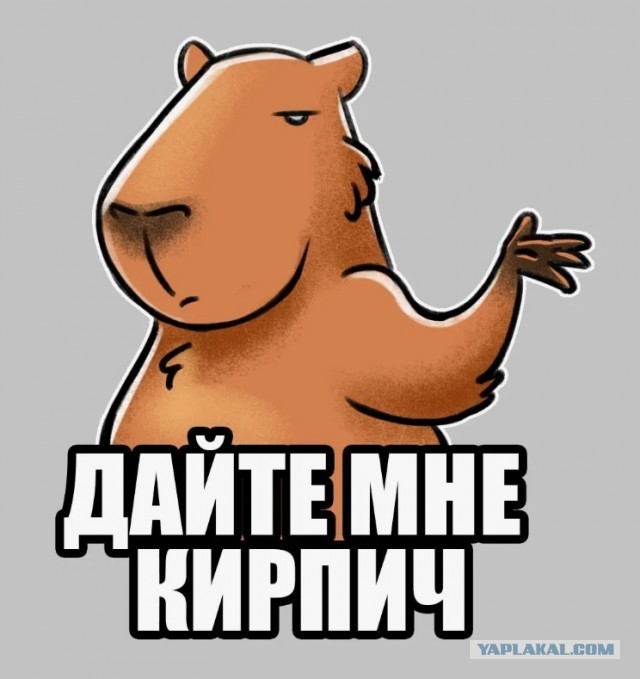 Бесконтактный "тигр" с каменным лицом