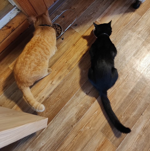 Заведи кота