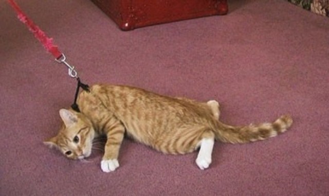 Работодателям может грозить штраф в размере до ₽50 тыс. за принудительный вызов сотрудников из отпуска