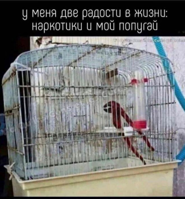 Веселые картинки в пятницу (17.10)
