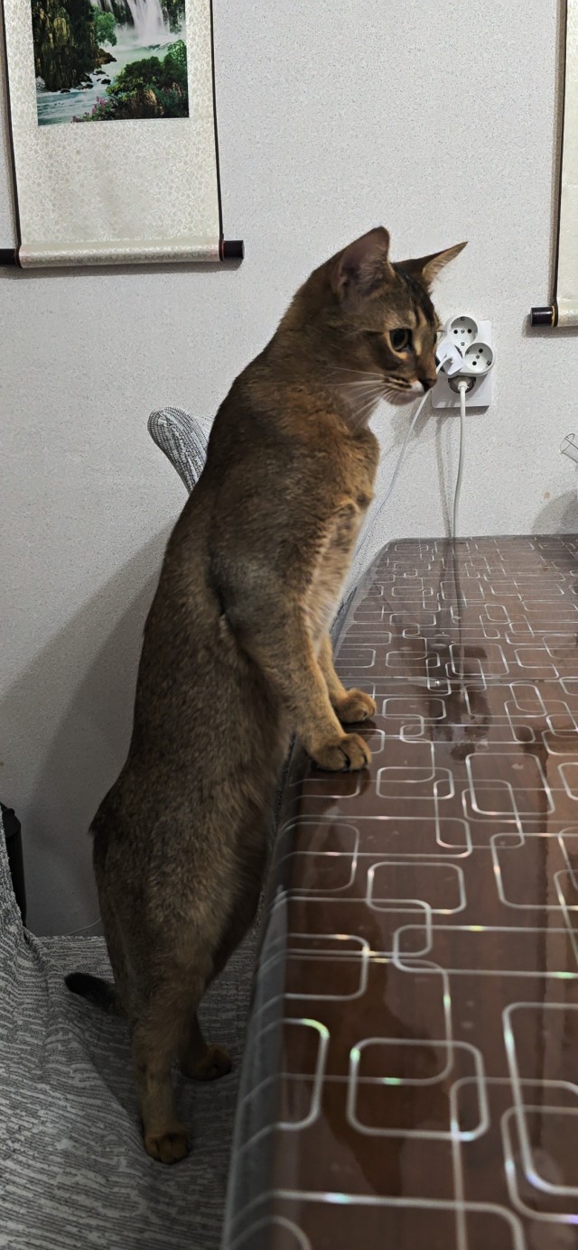 Котовторник