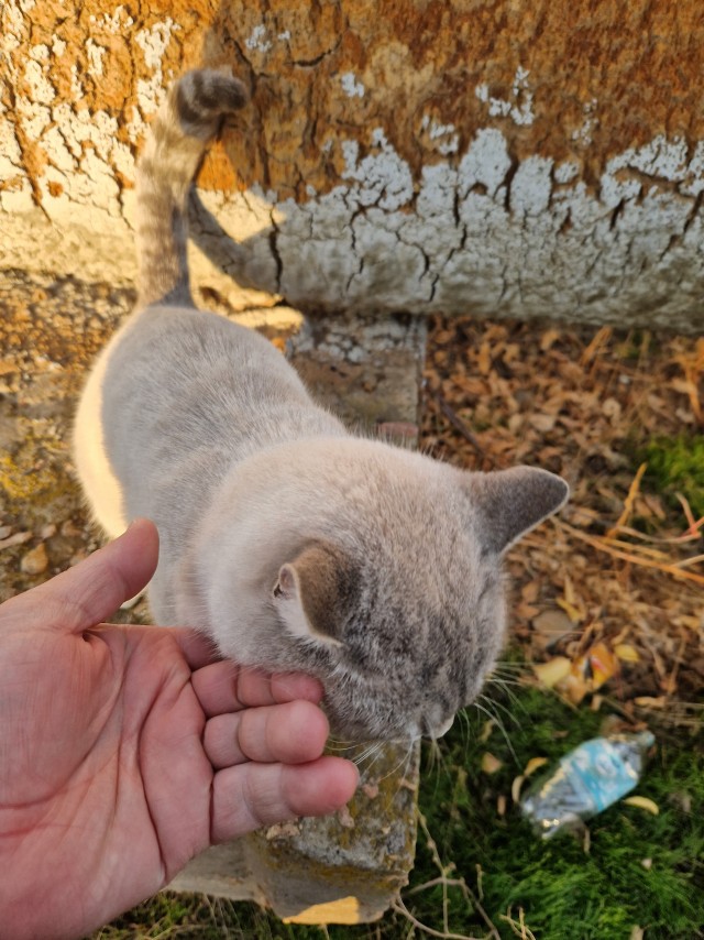 Пост про котов и кошек.