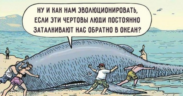 Спасённый в Балтийском море кит вновь застрял на мелководье