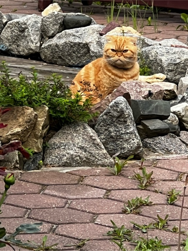 Принимайте в ряды вислоухих