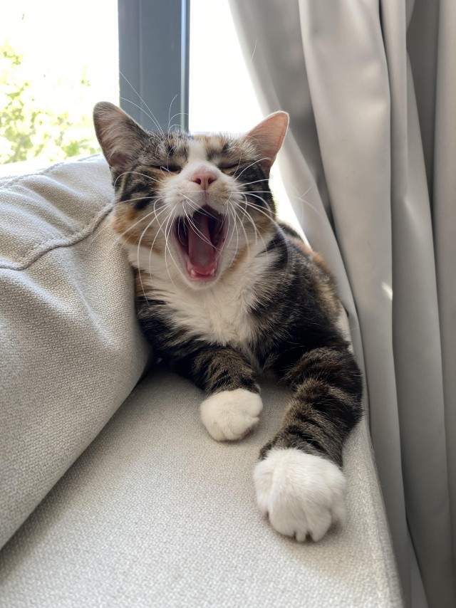 Кошкина зевота