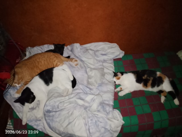 Котовторник