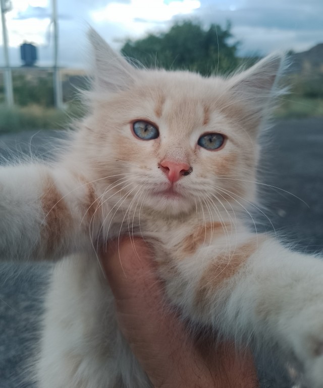 Очередной котовторник