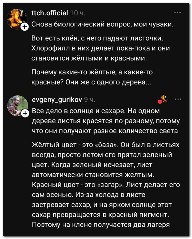 Сладкий клён, и вот почему⁠⁠