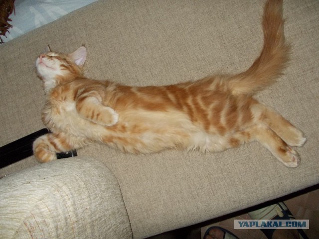 Котовторник 12.11.2013