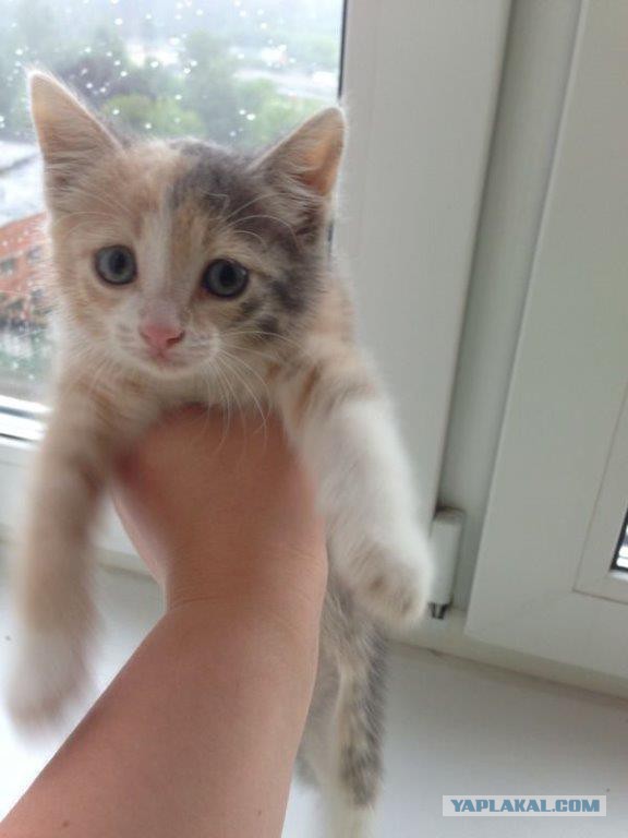 КотоПост