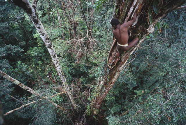 Племя, живущее на деревьях: Короваи