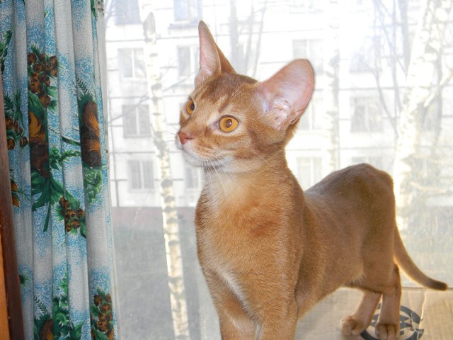 Котовторник 22.04.2014