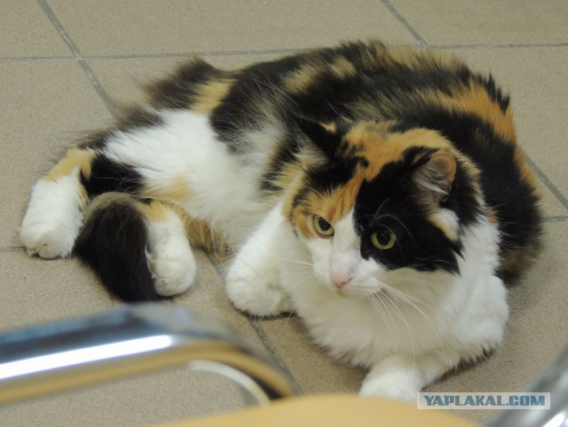 Котовторник 22.04.2014