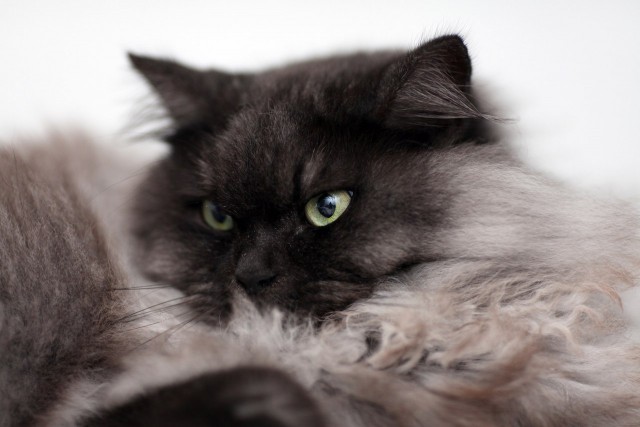 Котовторник 30.09.2014