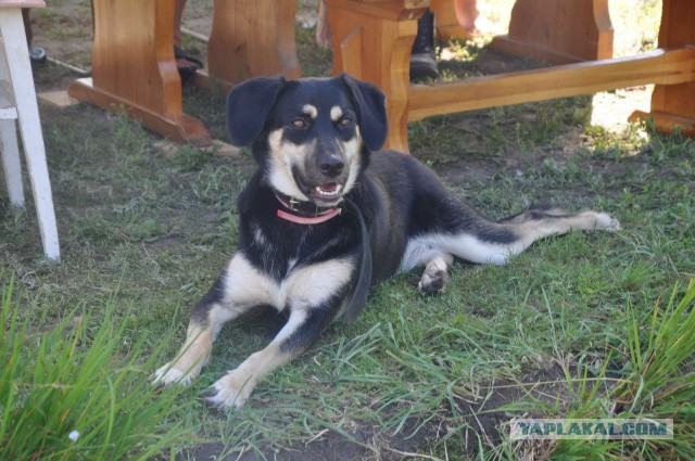 Комок счастья. Спасибо тебе, что вылечила меня..