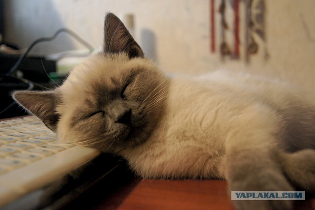 Котовторник 18.11.2014
