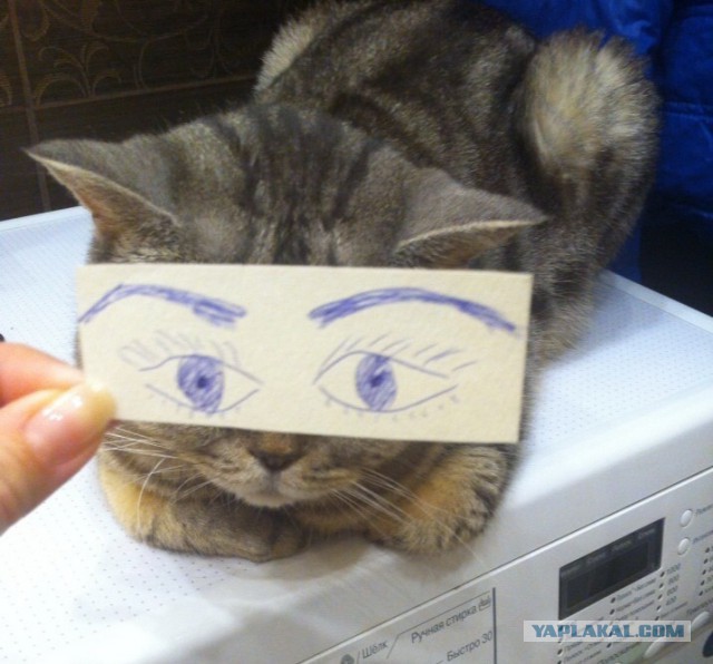 Новый японский тренд — котомонтаж.