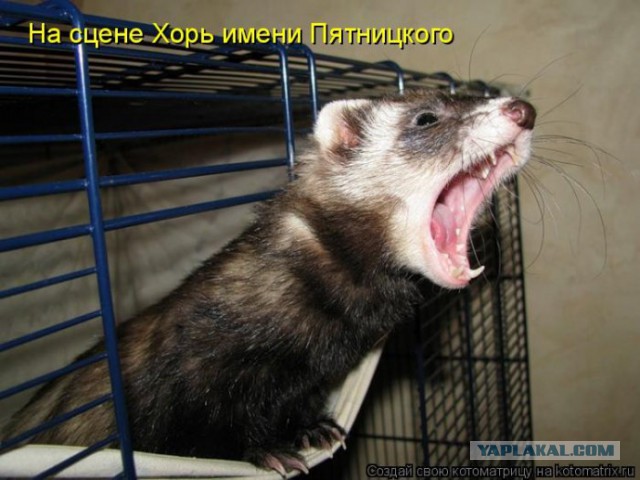 Боевой хорек vs мейн-кун