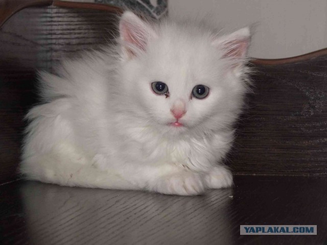 Моим котам