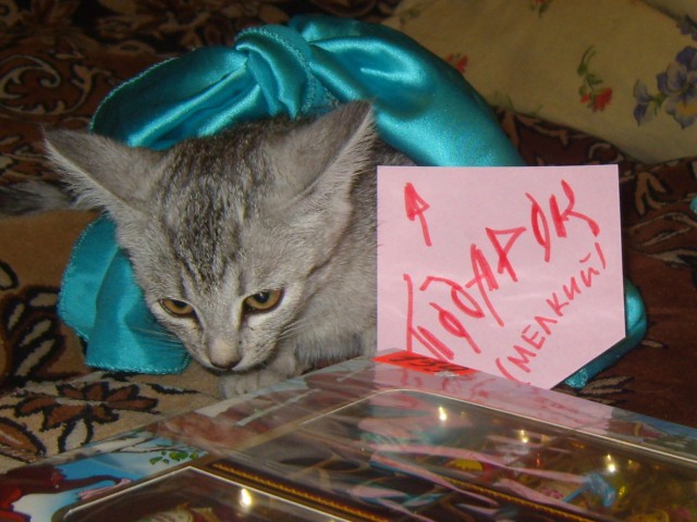 Котовторник 31.03.2015