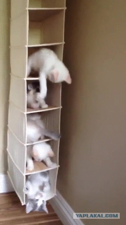 Кошачья многоэтажка