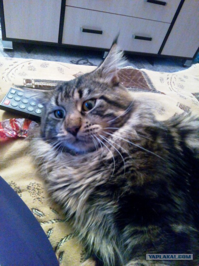Котовторник 11.08.2015