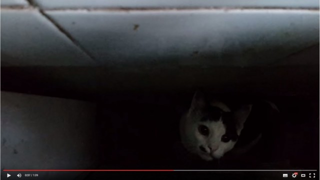 Котэ попал