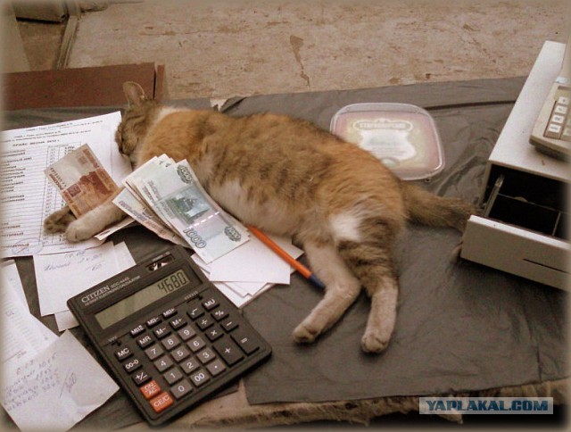 Котовторник 15-09-2015 !