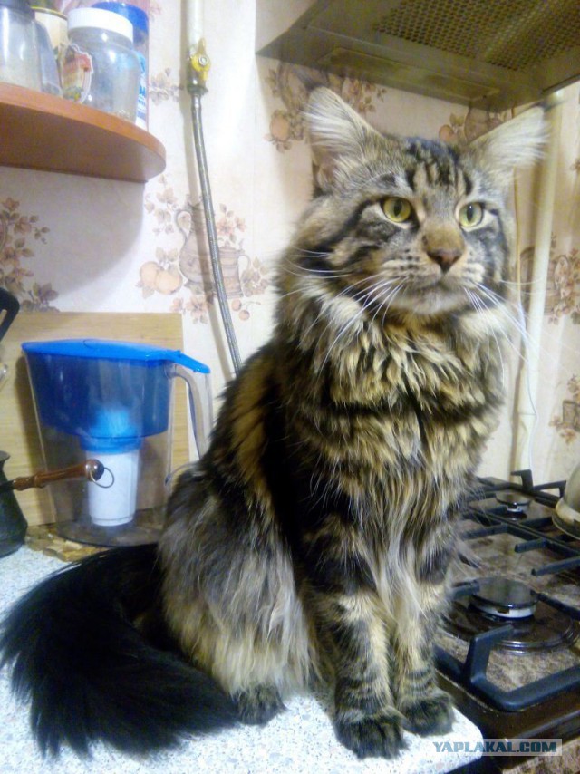 Котовторник 20.10.2015