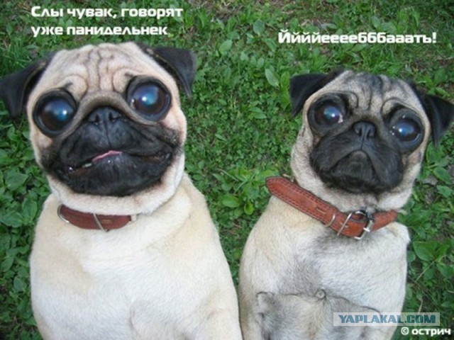 Мемы вспоминаем и добавляем....