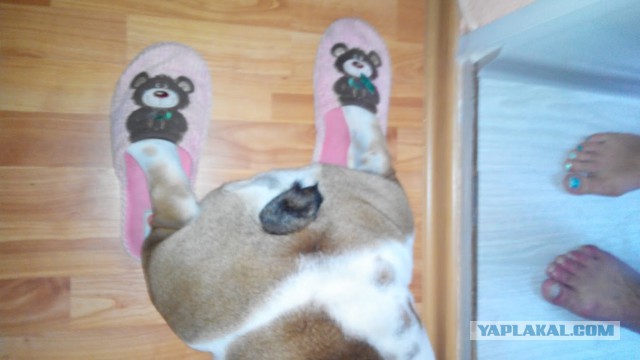 Собакочетверг же, ау!