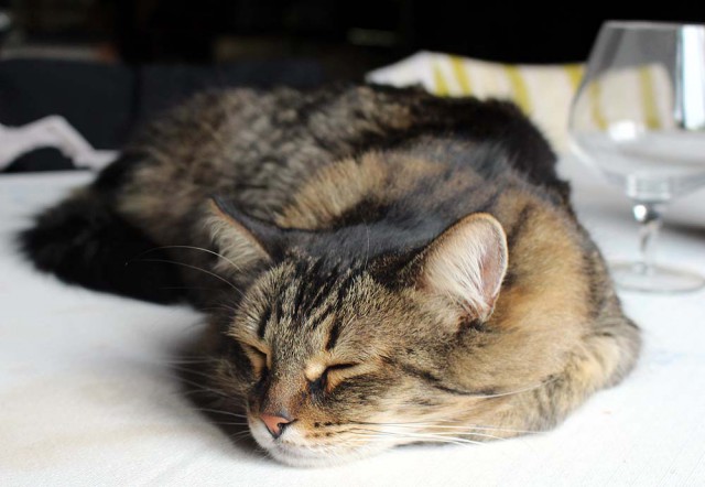 Пост невероятной кошачьей красоты. 25 фот.