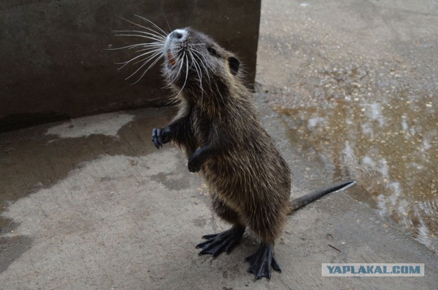 Зловещее существо вылезло из унитаза
