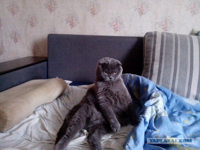 Котовторник 22.03.2016