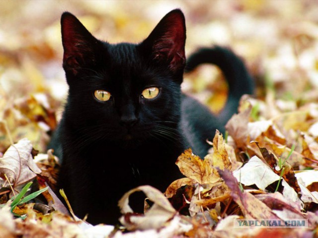 Котовторник 27.09.16