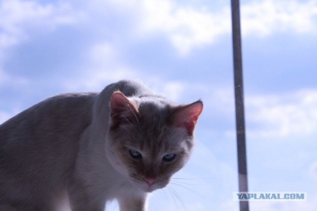 10 брутальных уличных котов
