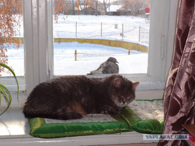 Котовторник 15.11.2016