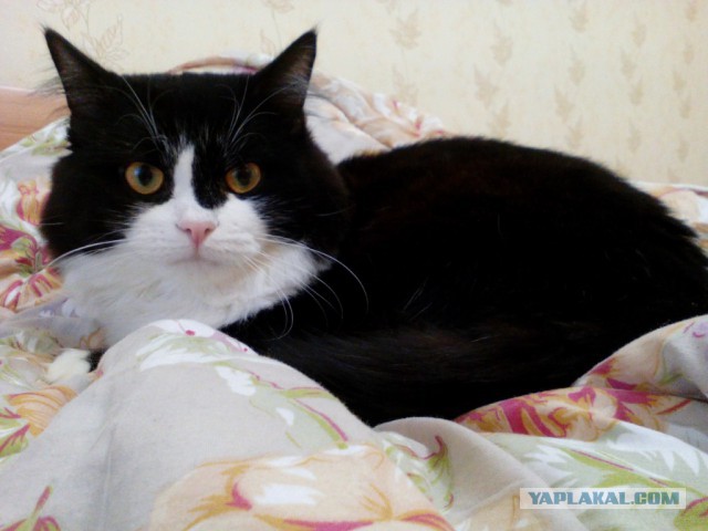 Котовторник 22.11.2016